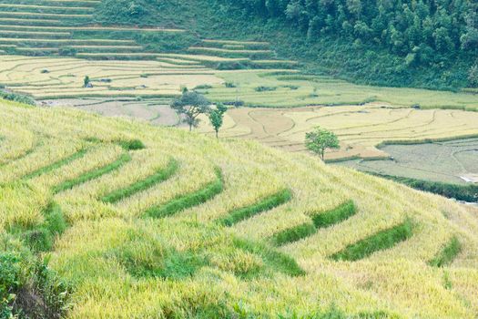 Rice terraces in the mountains in Sapa, Vietnam