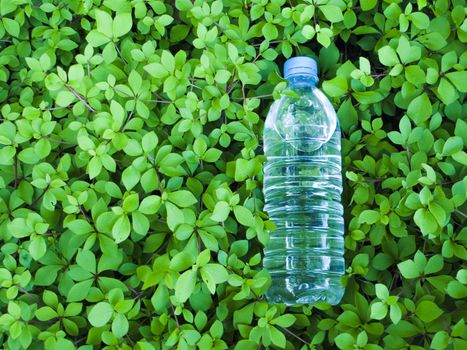 small plastic bottle of clear mineral water in the natural very fresh  green leaves background