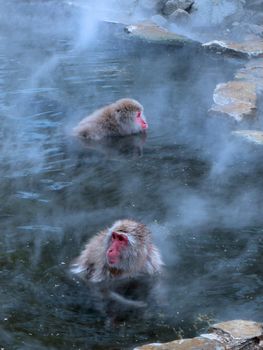 Japanese monkeys in natural hot spring at winter time, Nagano Japan