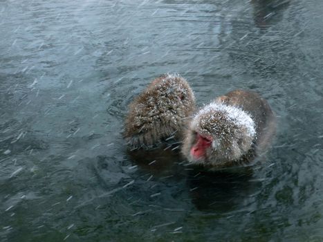 Japanese monkeys in natural hot spring at winter snowfall, Nagano Japan