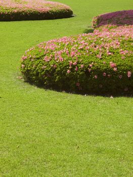 fresh green short-cut grass lawn with blossom azalea -rhododendron bushes
