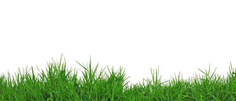 Grass Isolated on White