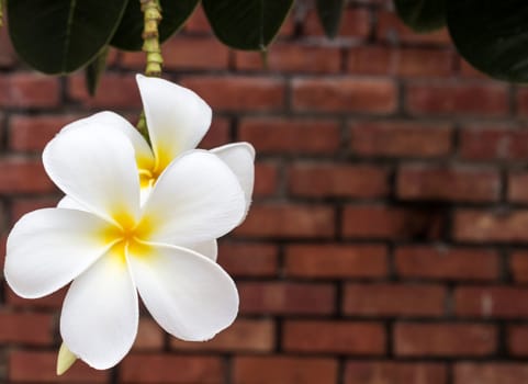 Frangipani flower with old brick wall as background.
