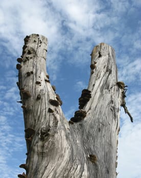 Dead tree with fungus on blue sky