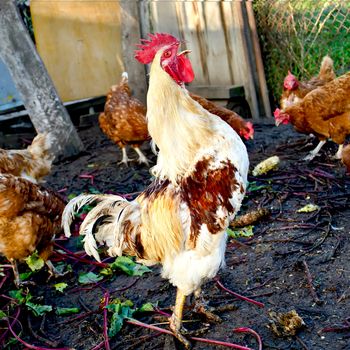 Cock white with brown spots and brown the chicken in the coop