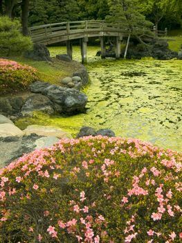 wooden bridge over pond and blossom azalea bushes in zen garden, Hama Rikyu garden, Tokyo