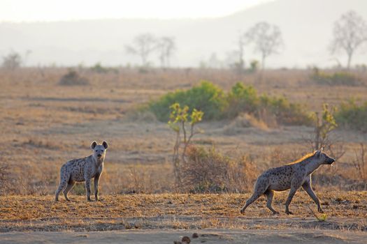 Spotted Hyena in the savannah in sunrise