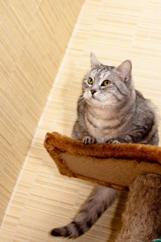 A sitting grey tabby cat
