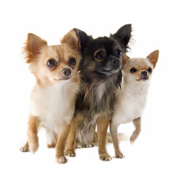 portrait of a cute purebred  chihuahuas in front of white background