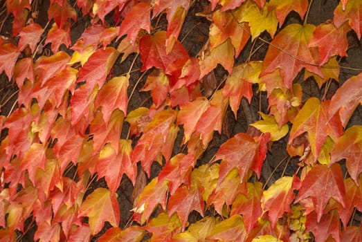Red,yellow climbing plants for walls in autumn