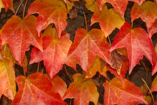 Red,yellow climbing plants for walls in autumn