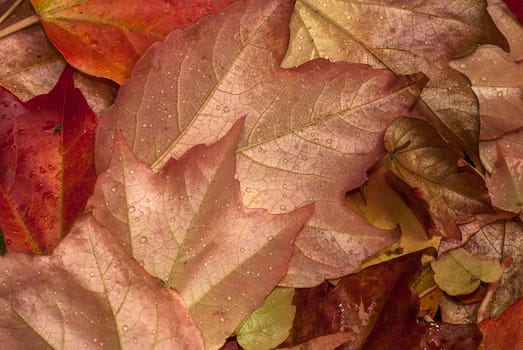 Fallen autumn colored wet leaves closeup as background