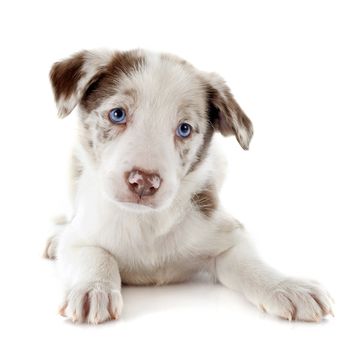 portrait of puppy border collie in front of white background