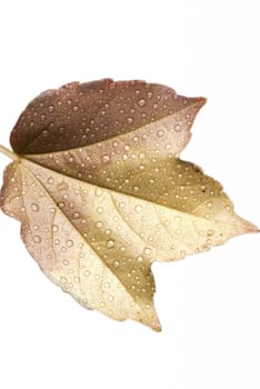 Wet autumn leaf closeup isolated on white background