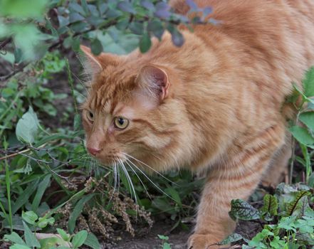 A stalking tabby cat on the hunt for prey.