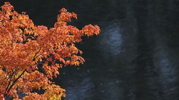 An orange autumn maple tree in full fall bloom shot against a river.
