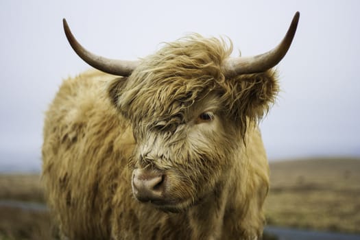 Head portait of a shaggy young Highland cow in open countryside