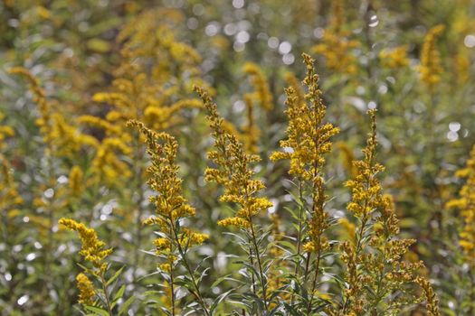 A field of goldenrod (Solidago) in full bloom.
