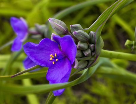 Blooming Purple Spiderwort on the American Midwest Prairie