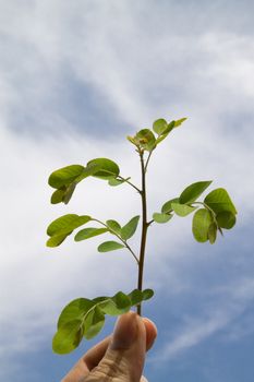 young tree in Men's hand on sky background