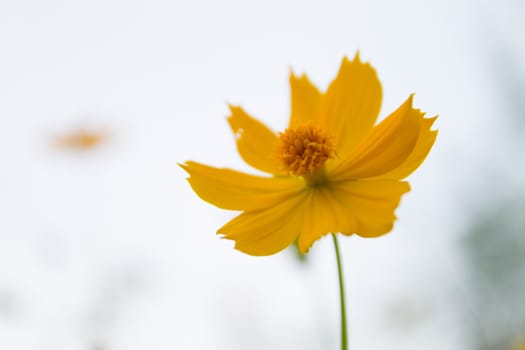 Yellow Cosmos flower and sky