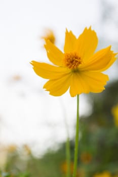 Yellow Cosmos flower and sky