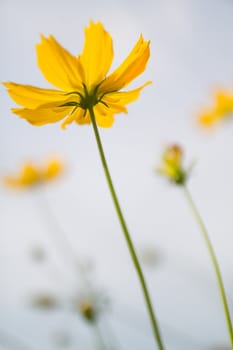 Yellow Cosmos flower and sky