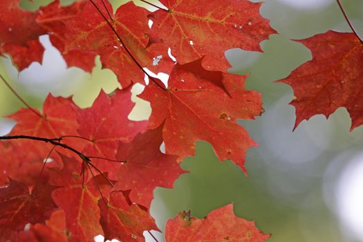 The red leaves of a Maple tree in full fall color.
