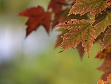 The red leaves of a Maple tree just starting to change to fall color.
