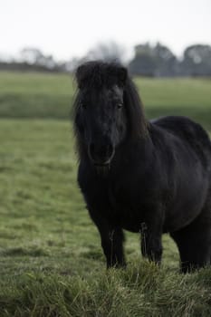 Front view of a black pony with winter coat, in rural setting