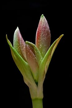 Three pinkish buds of an Amarylis flower ready to bloom covered in wet dew drops isolated against a black background.