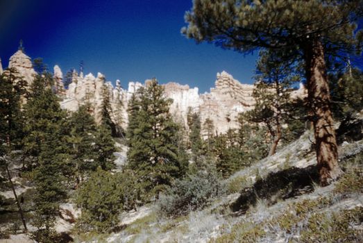 Hoodoos and Pine Trees from Fairyland Point at Bryce Canyon National Park