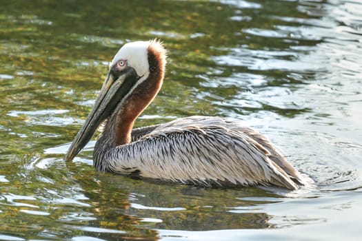 A pelican with a large beak swimming in a pond at a park in South Africa