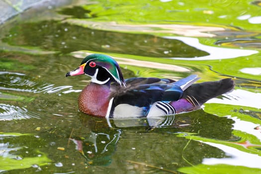 A goose with brown chest and a green head swimming in a pond at a park