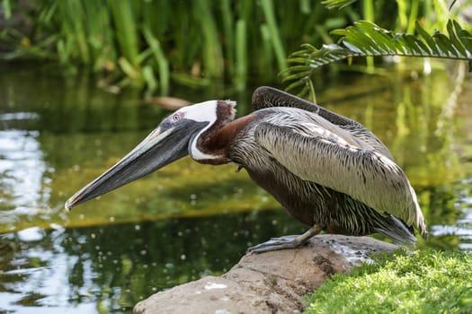 A pelican standing on a rock with its head tilted down by the side of a pond