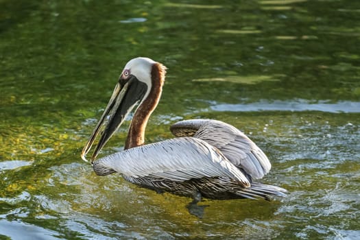 A pelican with a large beak swimming in a pond at a park in South Africa