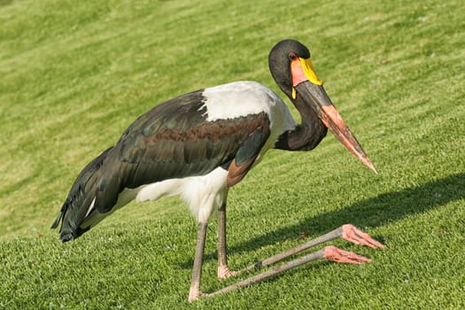 A crane kneeling down with its knee bent backwards