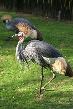 Black Crowned Crane with a crown of stiff golden feathers