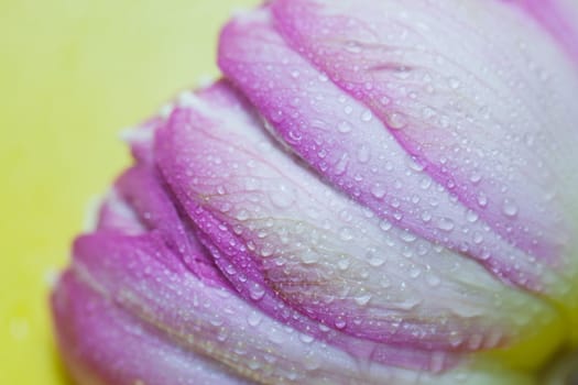 Water drops on a water lily