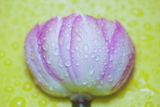 Water drops on a water lily
