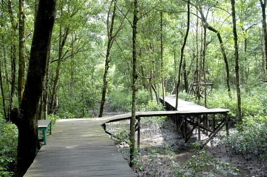 mangrove forest conservation area