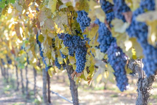 Vineyard in Autumn