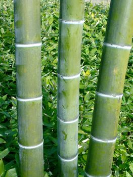 vertical photo of three bamboo poles in tropical forest