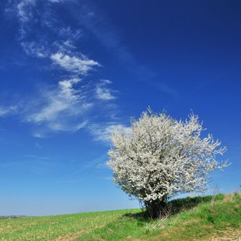 Single blossoming tree in spring.