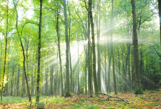 Autumn dawn in forest