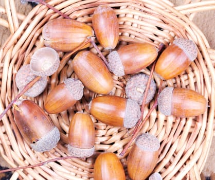 Acorns isolated on wicker background