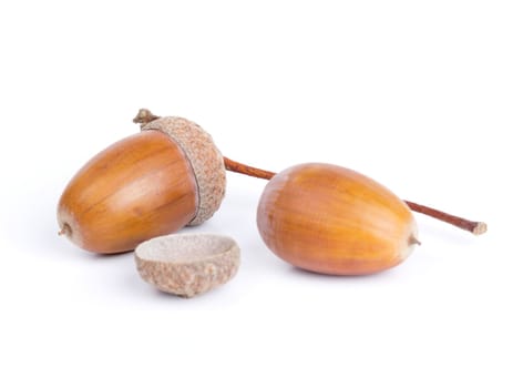 Acorns isolated on white  background