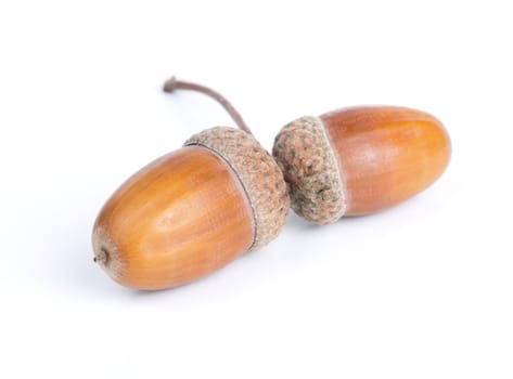 Acorns isolated on white  background