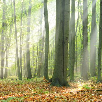 Autumn dawn in forest
