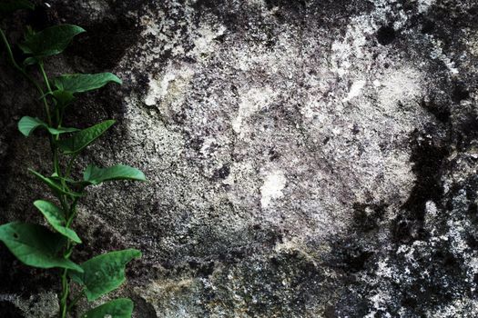 Stone texture background. Close up